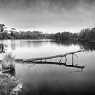 Dans le marais - In the marsh